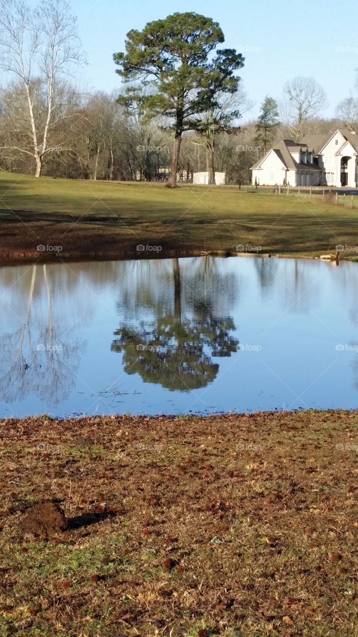 tree reflects