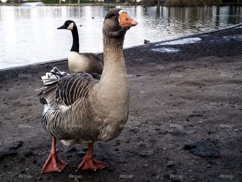 Goose