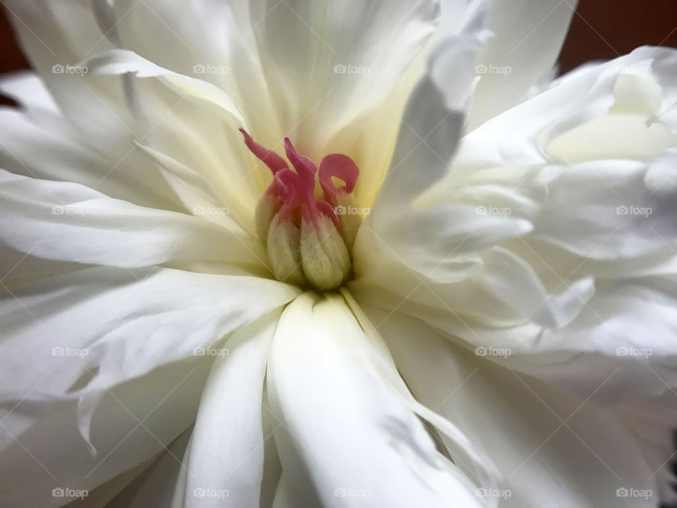 Pink peony 