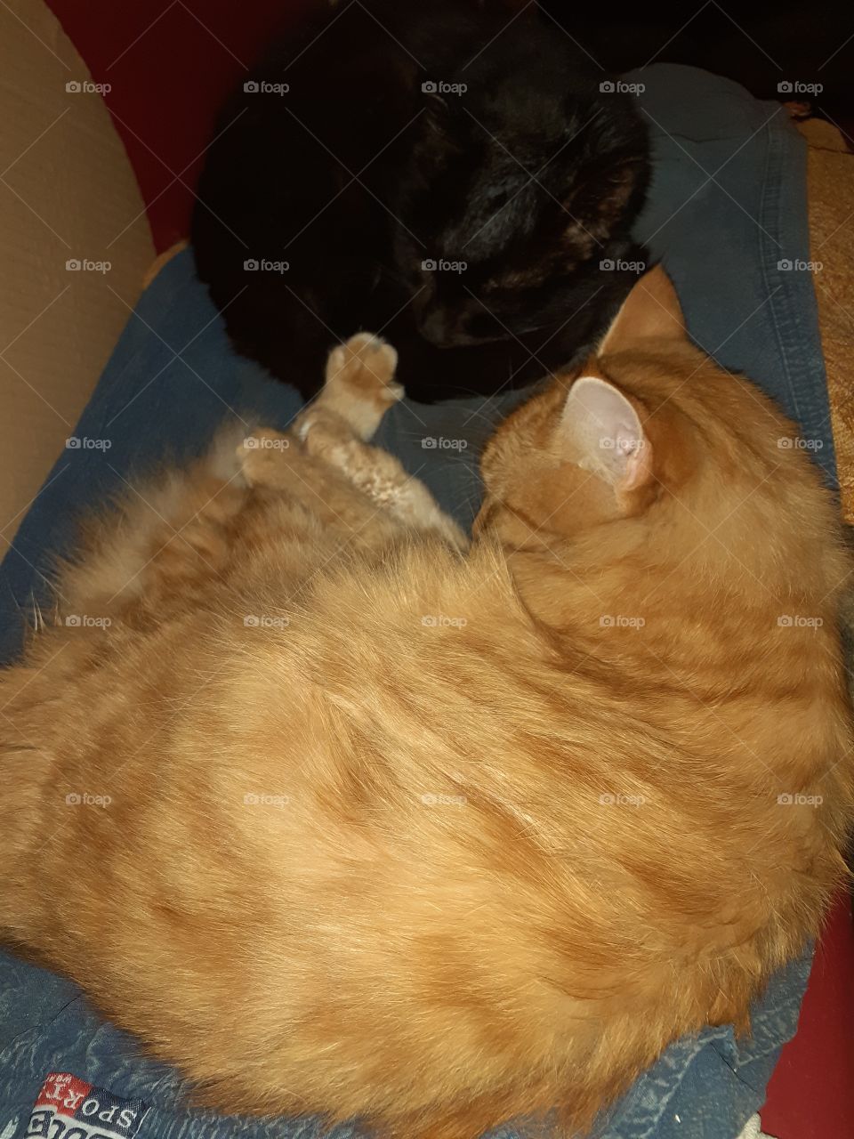 отдых котов