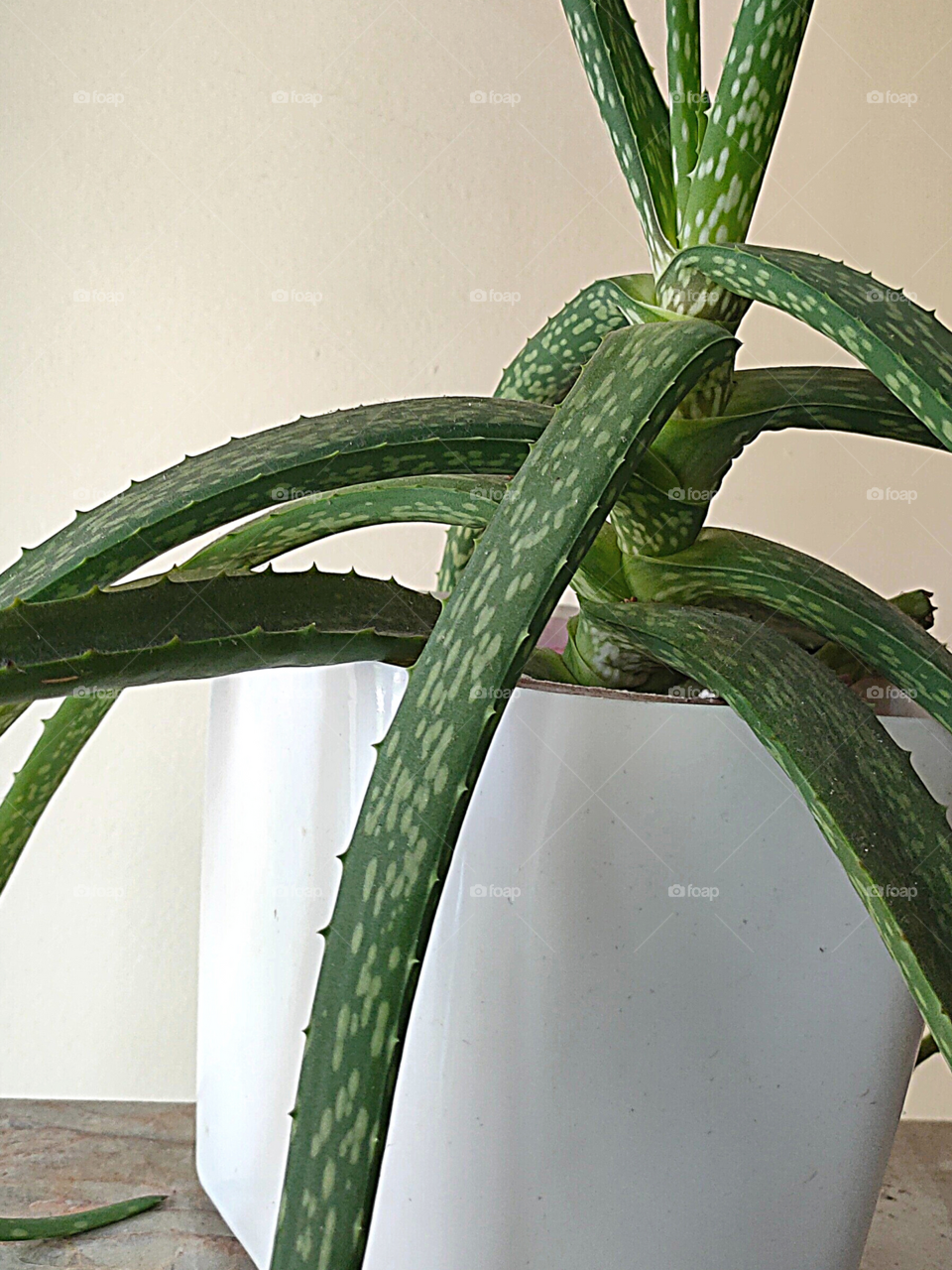 Green and White Combo || Aloevera Plant in White Pot