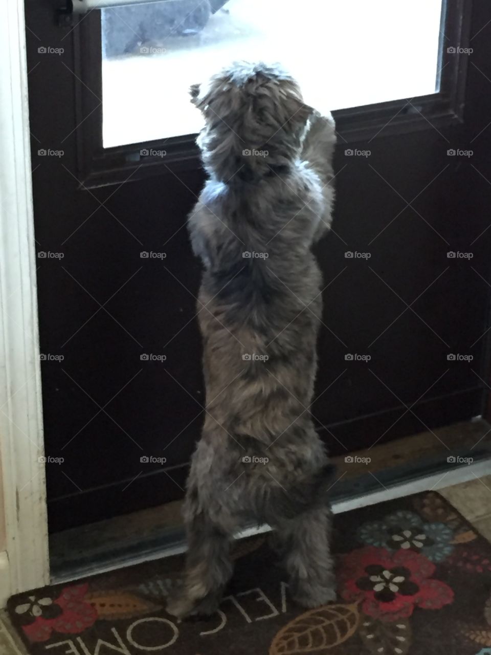 Dog looking out window 