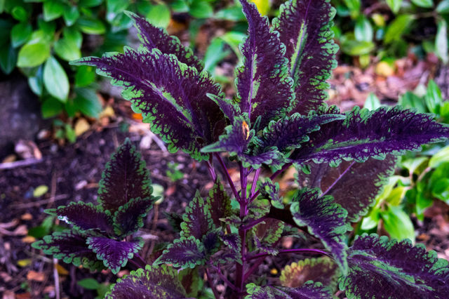 Purple leaves