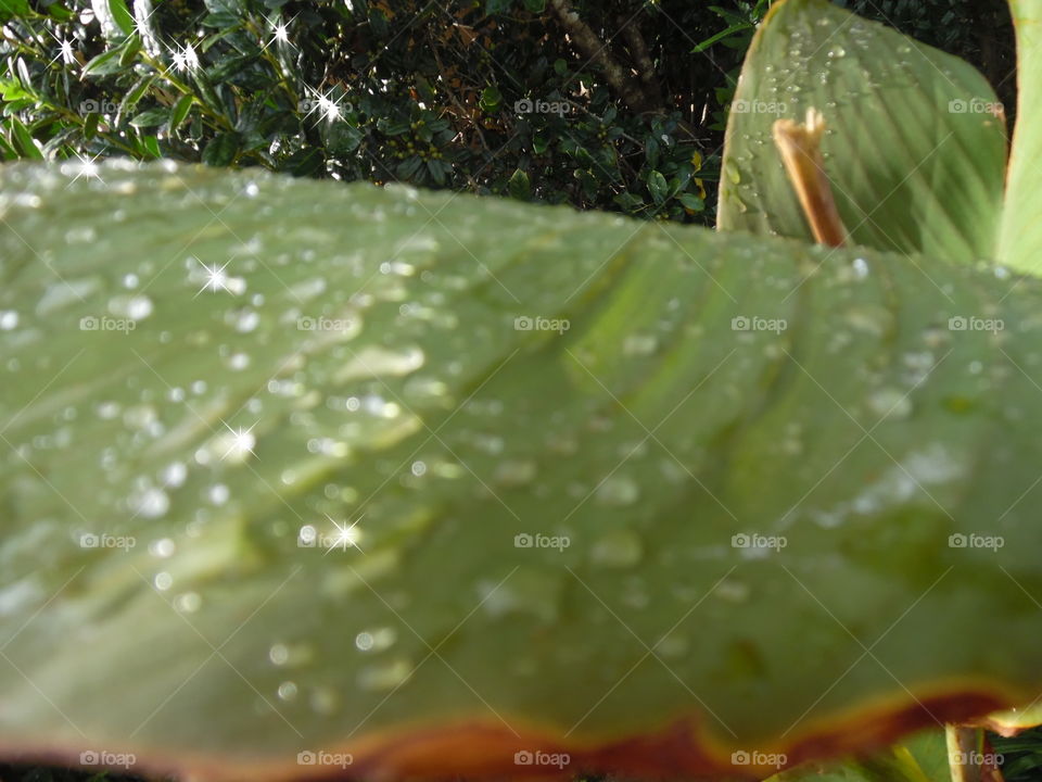 freshness 6. This is a picture of a leaf after a rainstorm. 👣 🚶 🏃 🔥 💨