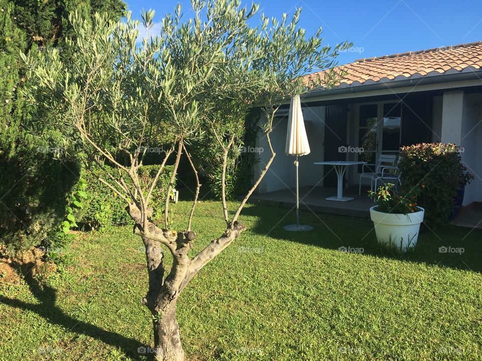 Morning light on little Oliver tree