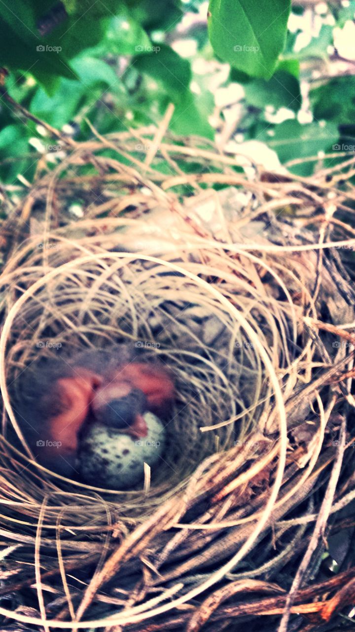 Baby birds. found in my backyard