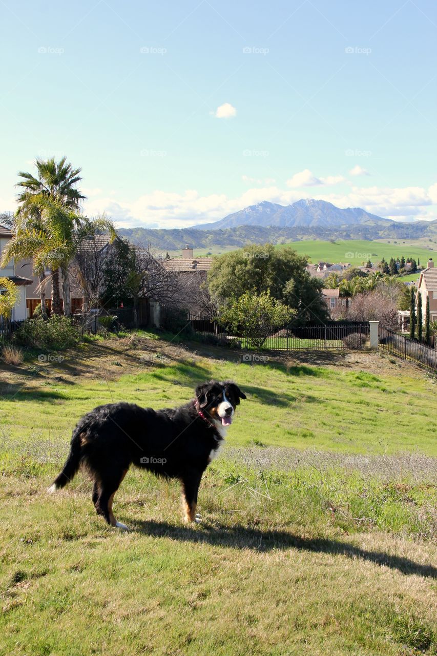 Mountain Bernese 