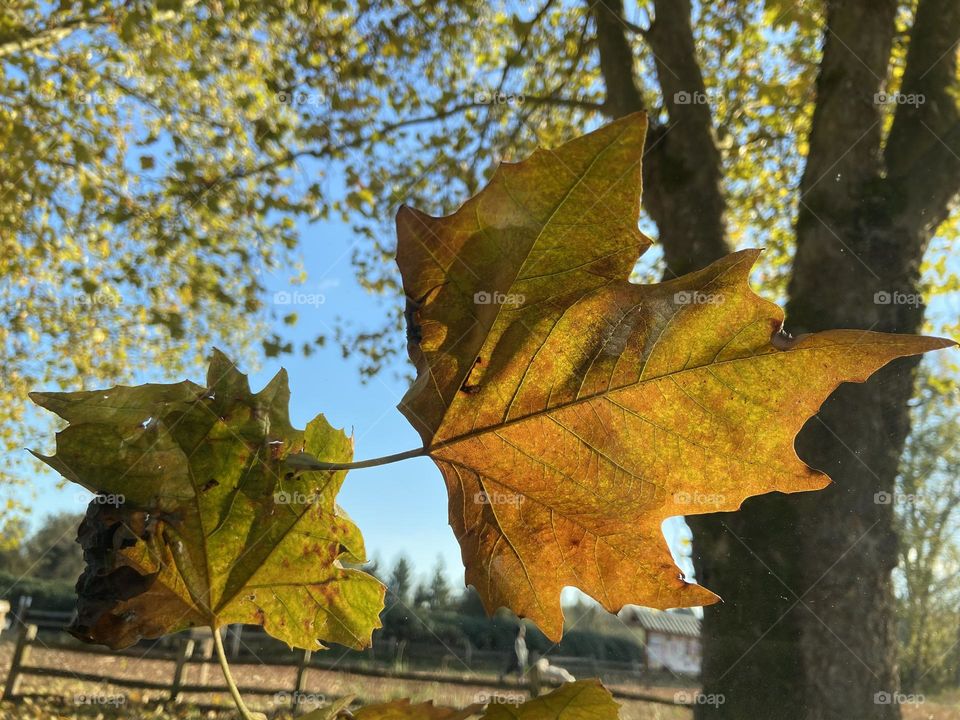 Autumn leaves falling at the park