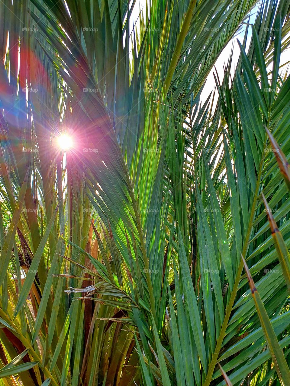 plants - the sun shines through the leaves of large palm trees with great light reflections