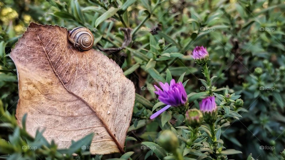 Dried leaf, snail in shell, Aster jenny flowers and greenery