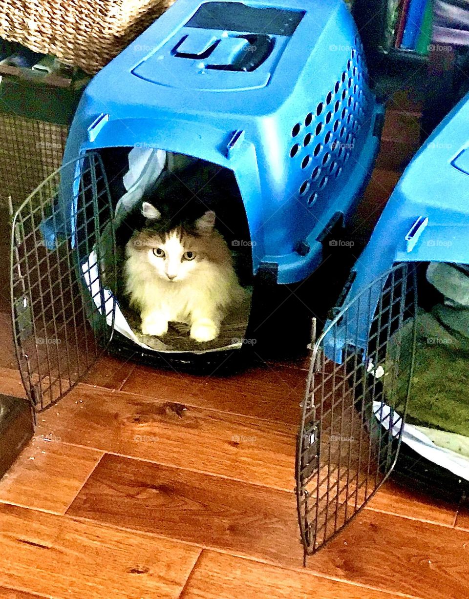 It’s time for the cats to go to the vet