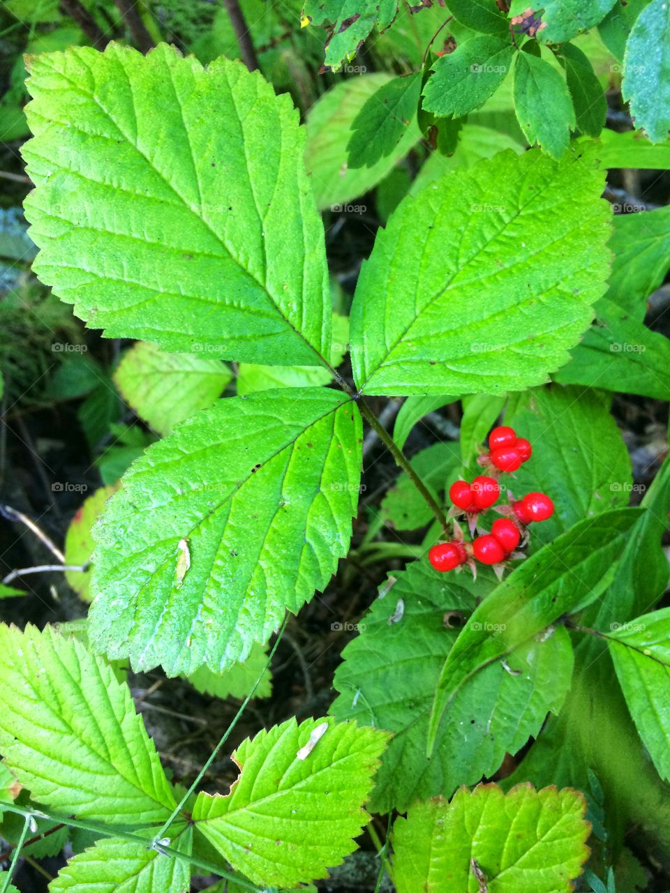 Forest berries 