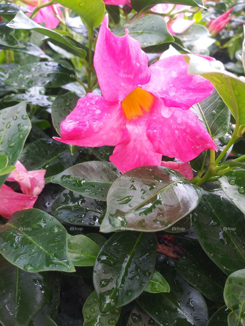 pink tropical flowrrs wet with morning dew