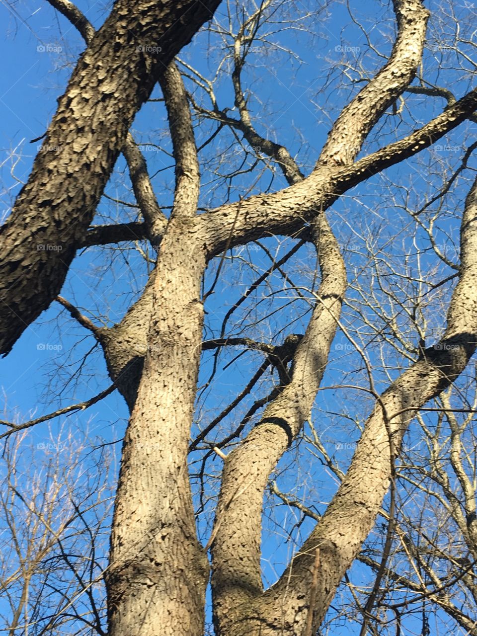 Tree, Wood, Branch, No Person, Trunk