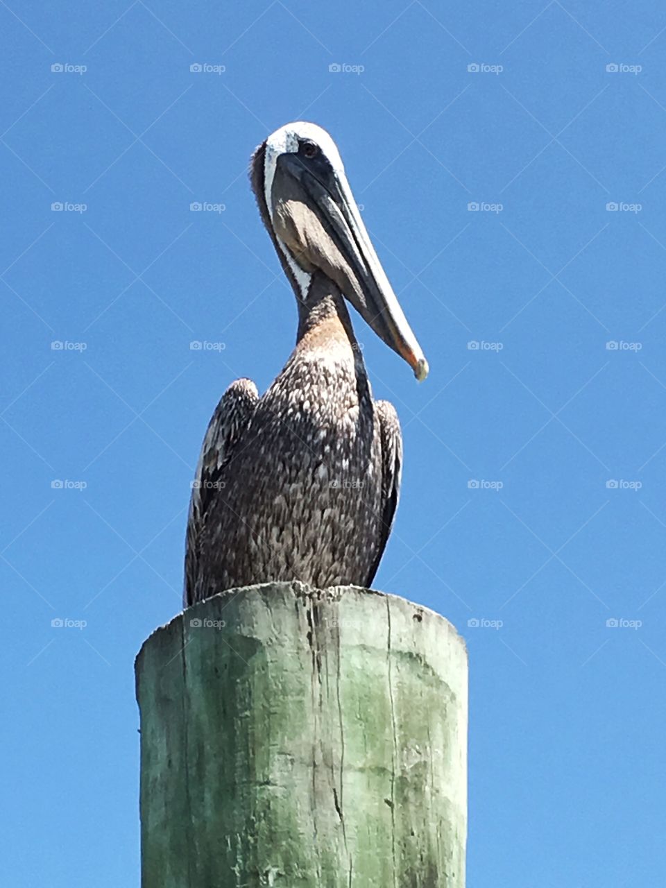Pelican on post in Port Aransas, Texas. 