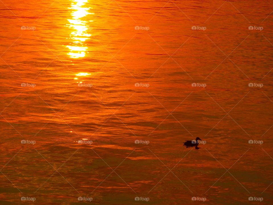 Sunset on the water with a little duck