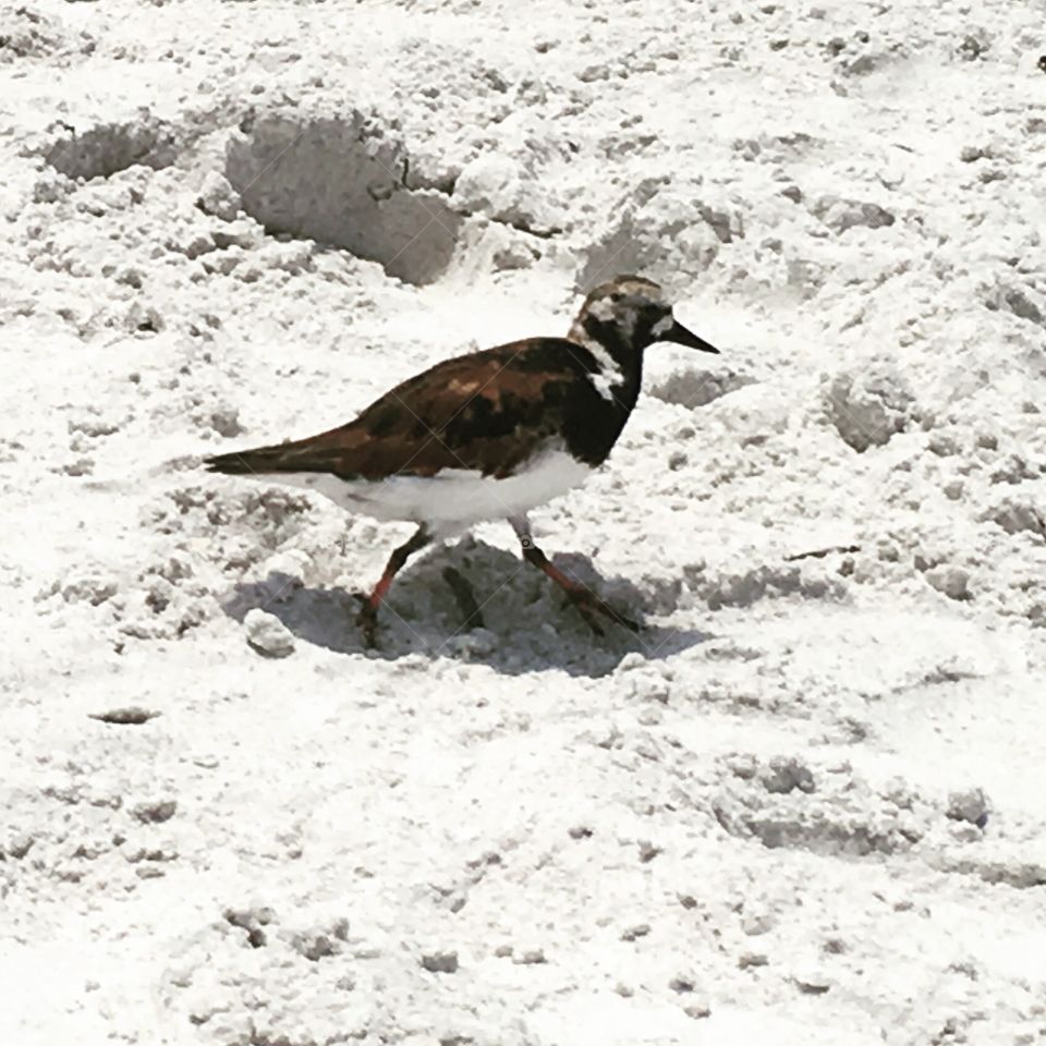 Beach bird