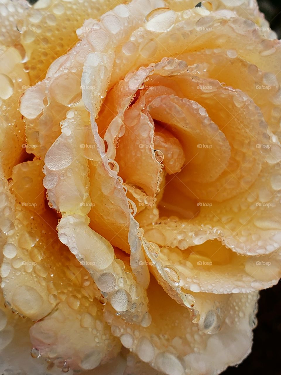 Fine details on the petals of a rose covered in water droplets from a fresh rain