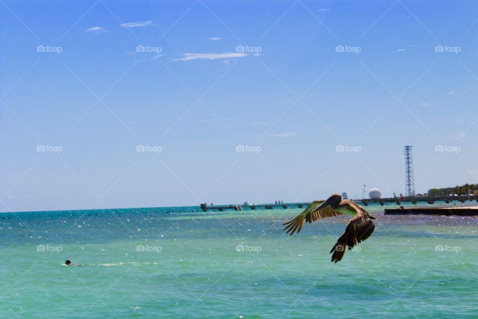 Pelican Dive Bomber, Florida