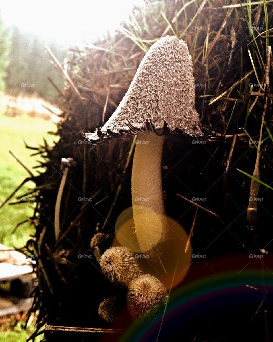 Fairy Mushroom