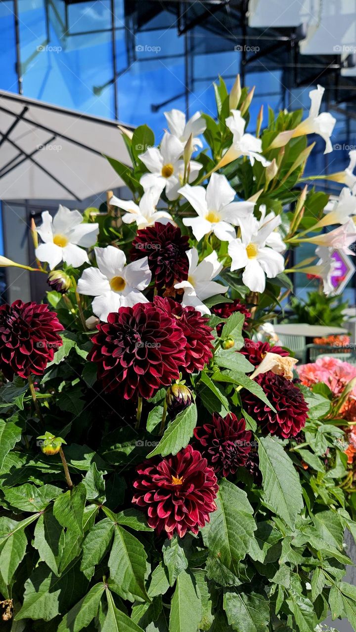 A really beautiful and delicate Mandevilla Sanderi and dahlias blooms outside in summer in front of the building