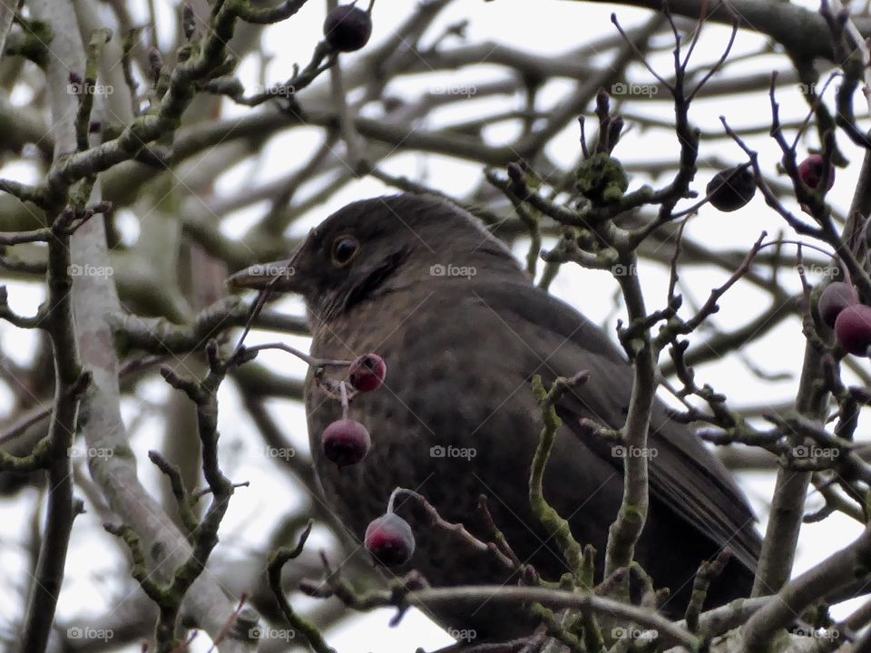 Amsel im Winter - blackbird - 