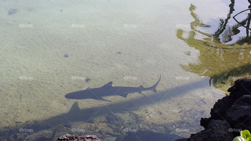 shark. Hawaii