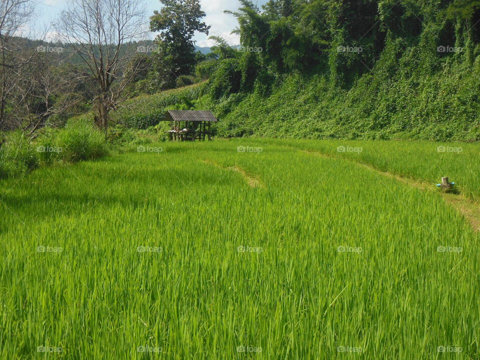 Rice field 