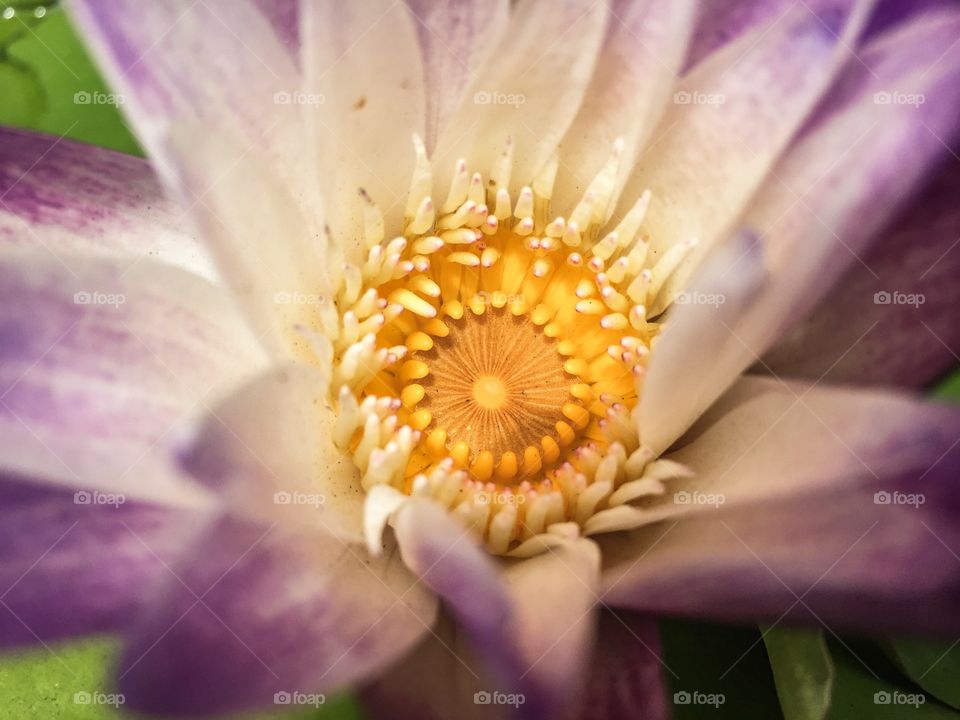 Lotus by i phone