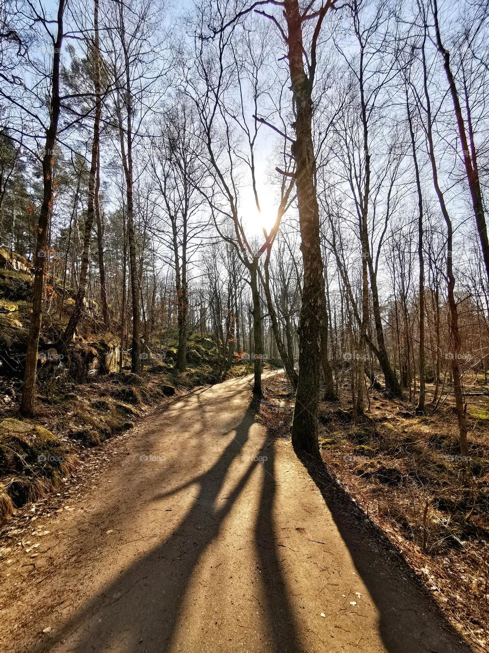 Pathway in the spring forrest