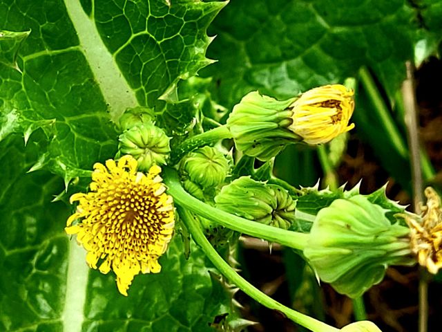 backyard garden