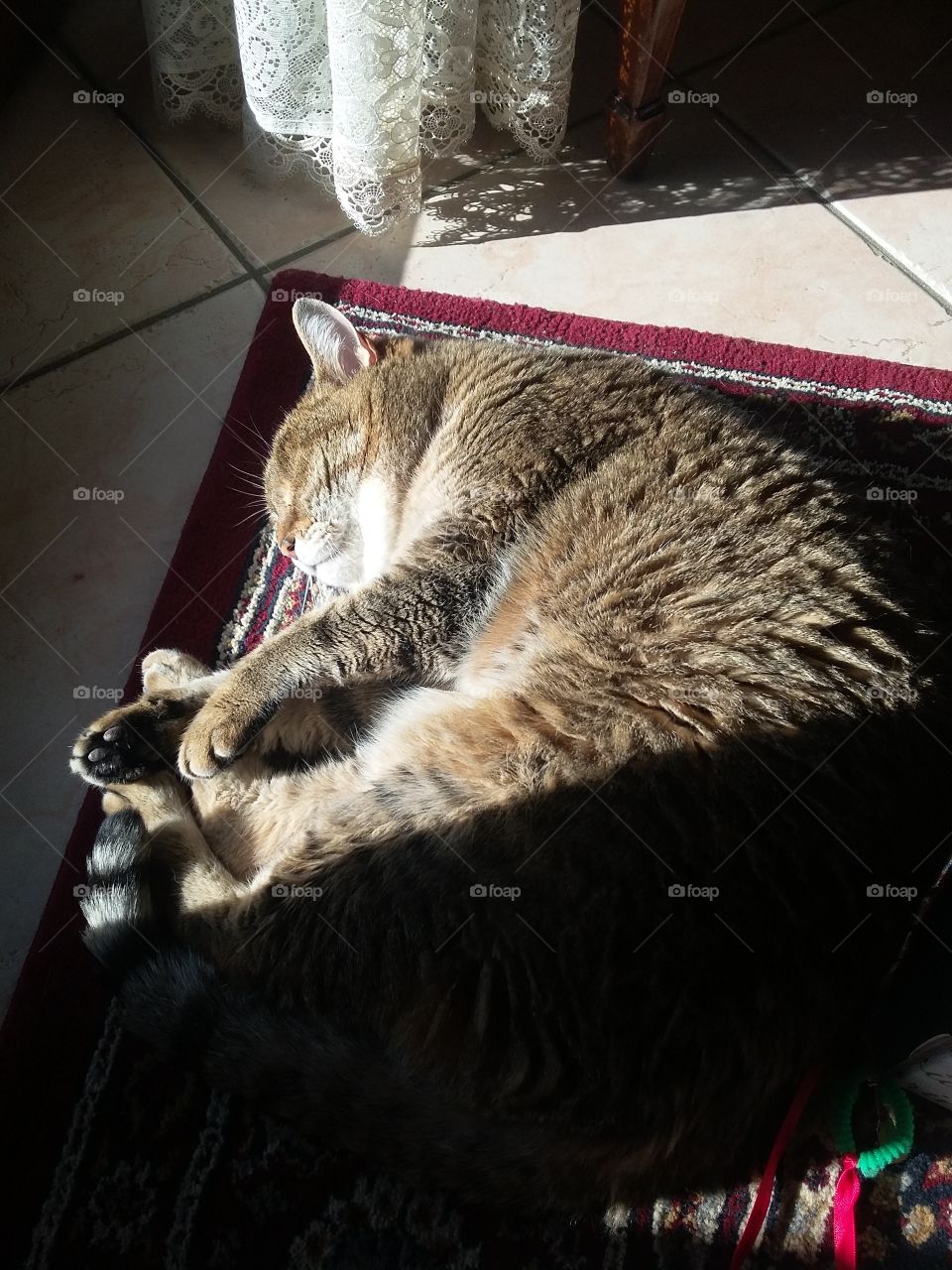 cat sleeping in the sun