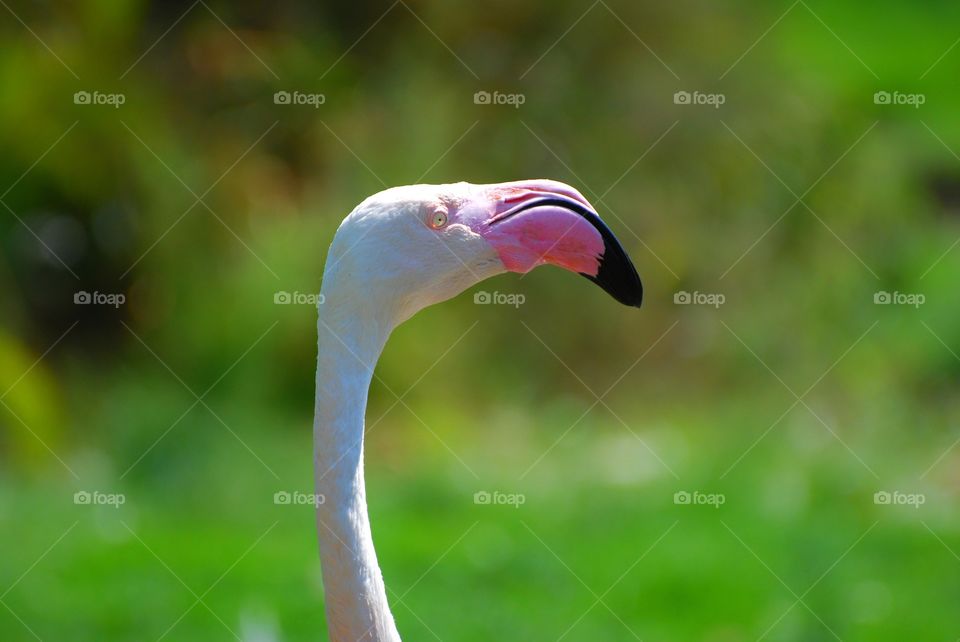 One pink flamingo 