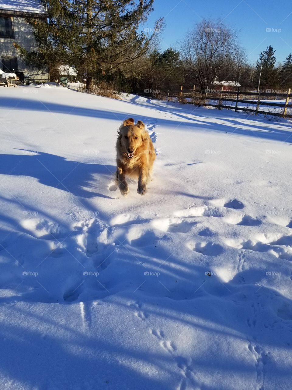 snow puppy