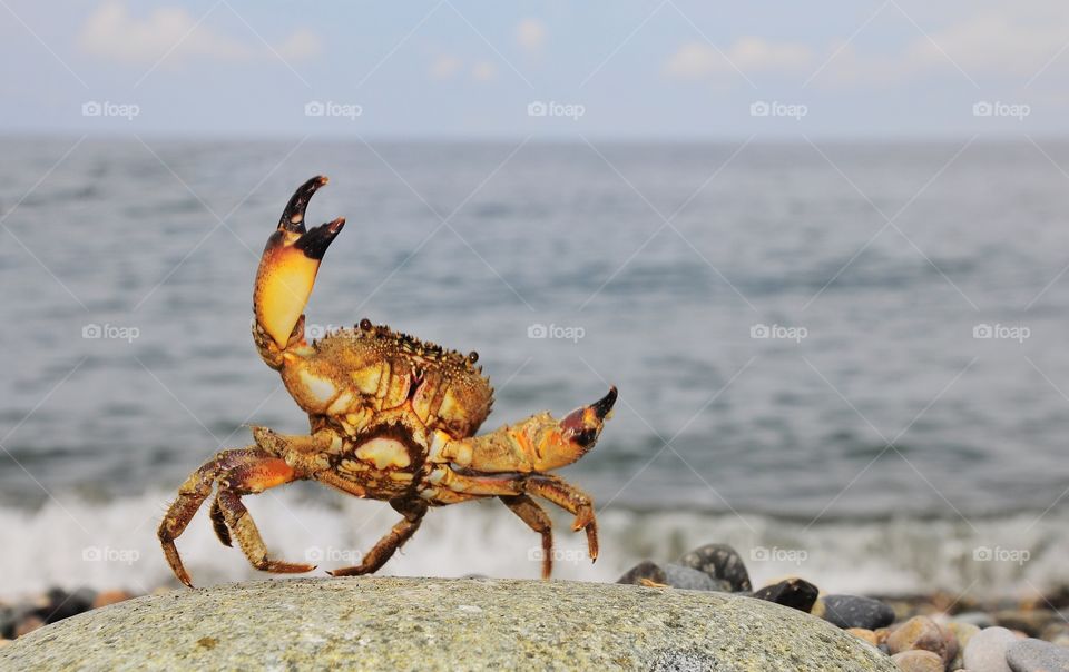 Crab