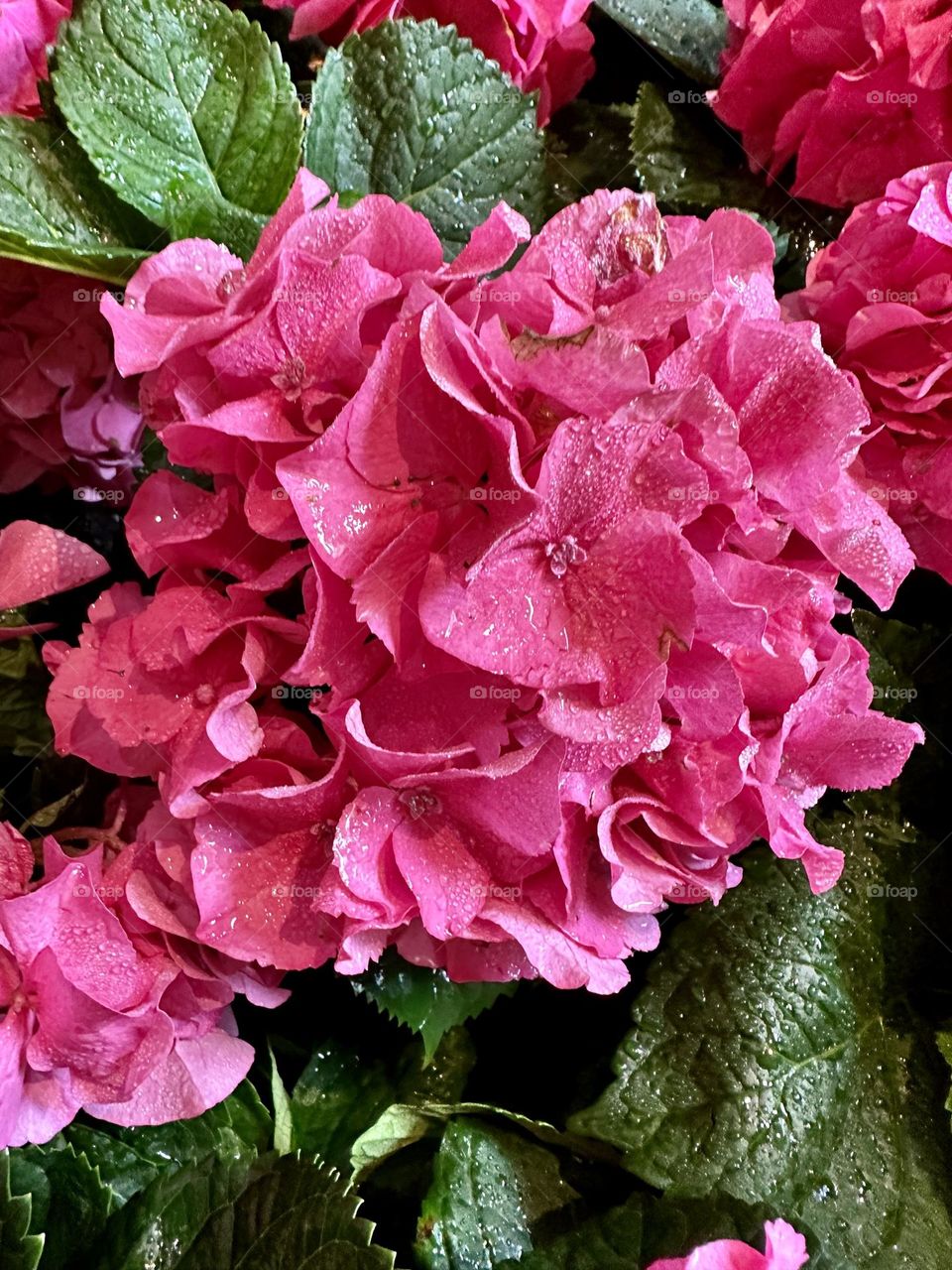 Hydrangea macrophylla is a species of flowering plant in the family Hydrangeaceae, native to Japan. This is the bright pink variety 