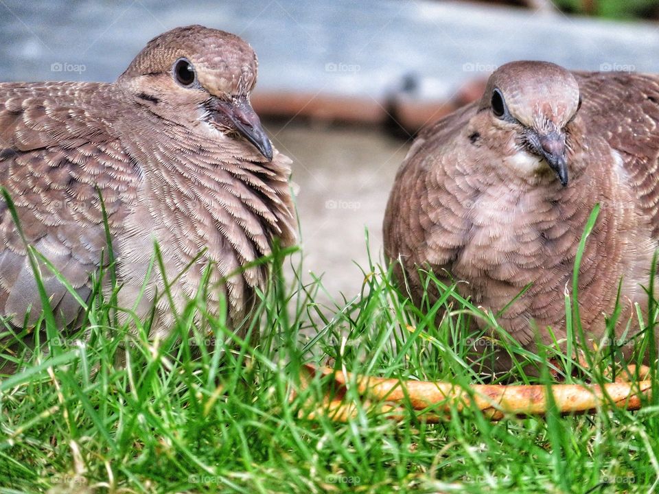 In my yard today Baby doves