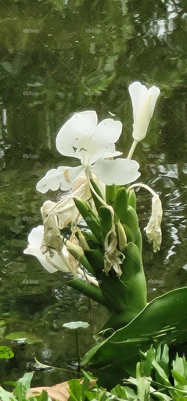 White butterfly  Torch flower