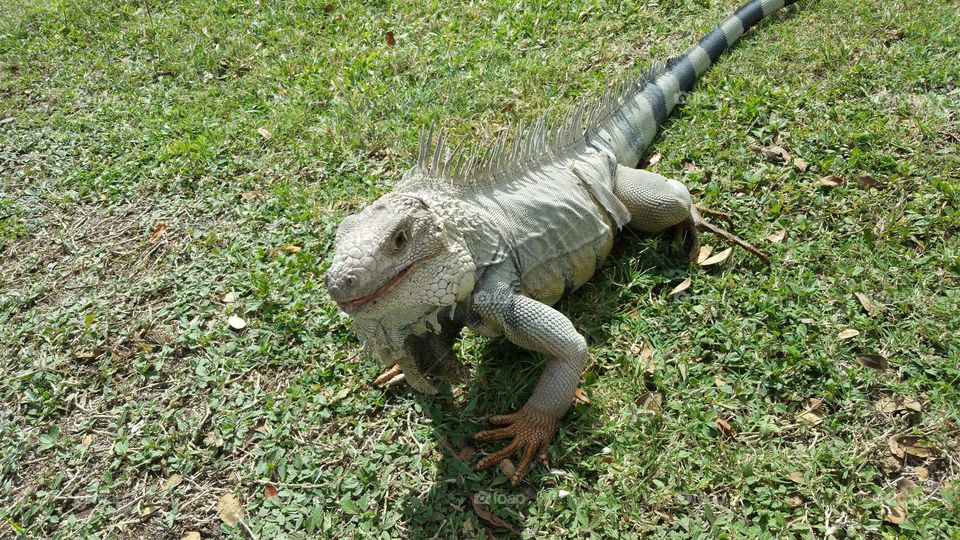 Iguana