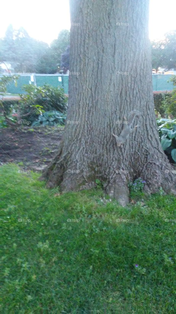 Tree, Wood, Nature, No Person, Leaf