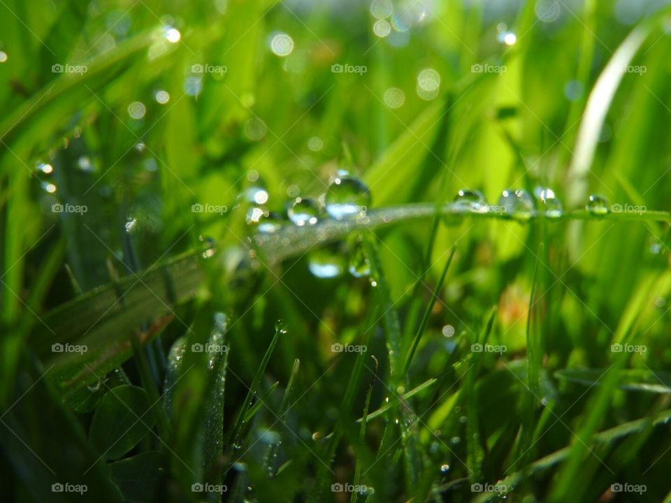 The morning dew glistening on blades of green