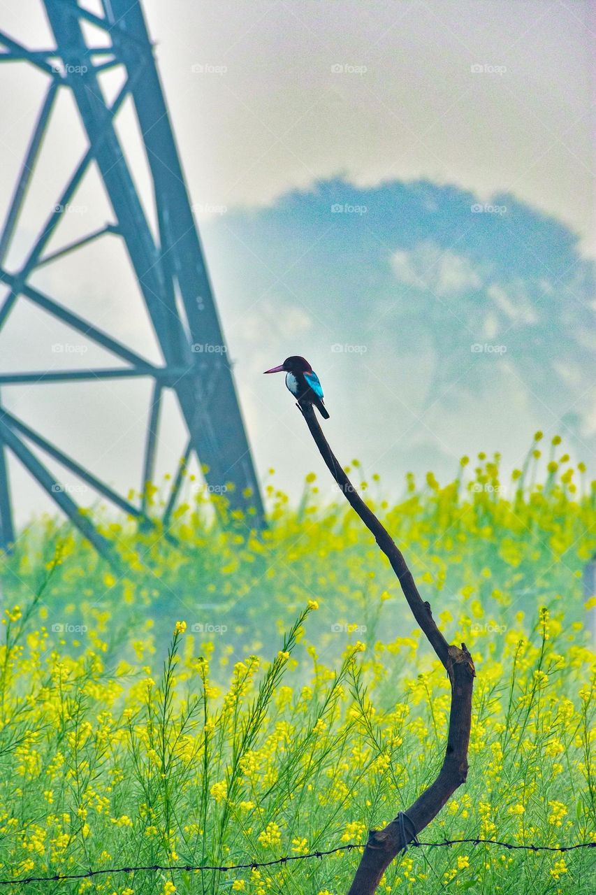 kingfisher shot on winter season