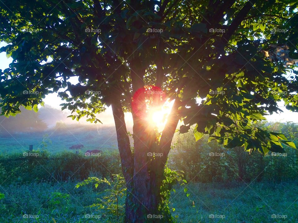 Fog Dissipating Under the Morning Sun