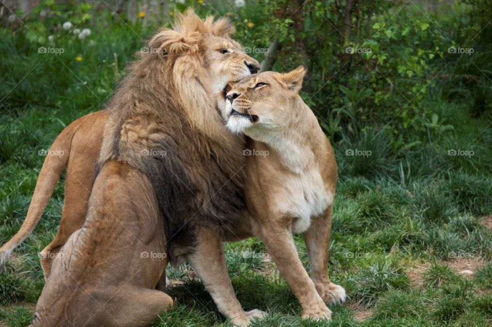 Maksimir Park Zoo Zagreb Croatia two Lion
