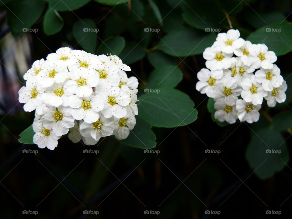 Macro shot of tiny white flowers growing on plant.