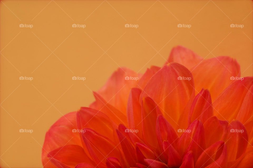 Blossoming flower close up background nature therapy summer mood positive vibes wonderful time hustling daydreaming naturalism macro microcosmos