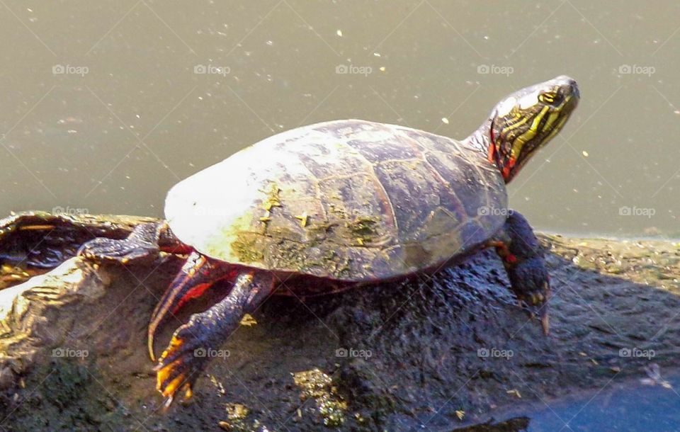 Turtle on a branch in a pond