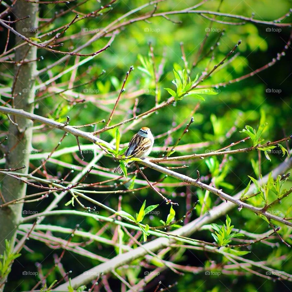 Bird on a Branch