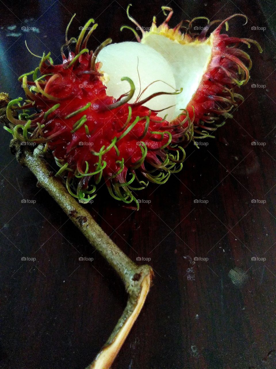 The rambutan is a medium-sized tropical tree in the family Sapindaceae.