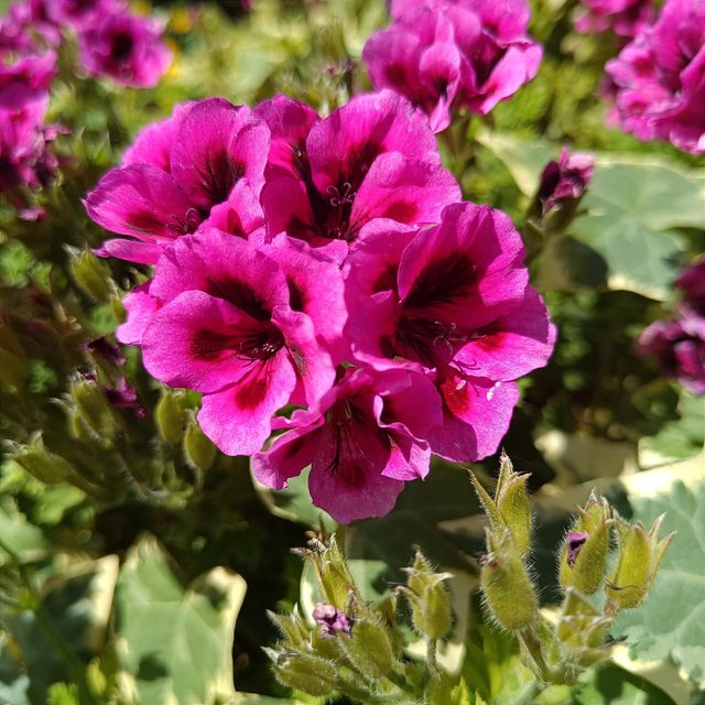 beautiful flowers